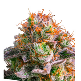 APRICOT OREOZ – ANESIA SEEDS